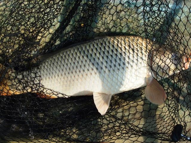 delta rosu 2008 - sa-0039.JPG